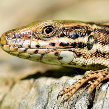 nature, lizard, insect, reptile, fauna, macro