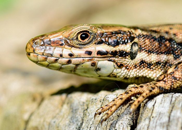 nature, lizard, insect, reptile, fauna, macro